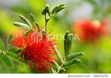 6月Koto 231加州豆,玉門島熱帶植物博物館 6月Koto 231加州豆,玉門島熱帶植物博物館 66626205