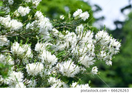 Tea tree flowers Tea tree flowers 66626263