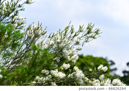 Tea tree flowers Tea tree flowers 66626264