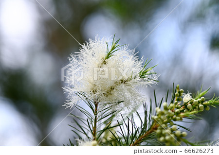 Tea tree flowers 66626273