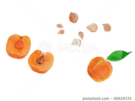 李李杏水果和杏仁水彩畫 66626335