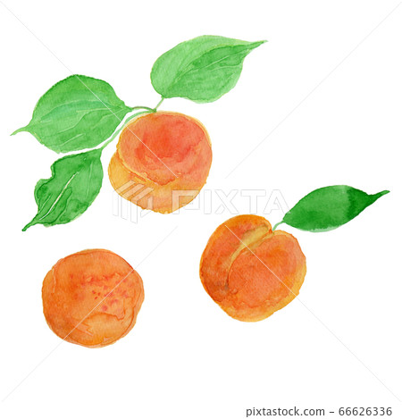 Prunus armeniaca Apricot fruit watercolor 66626336