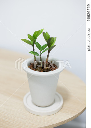 ZZ plant in white ceramic pot on wooden table 66626769