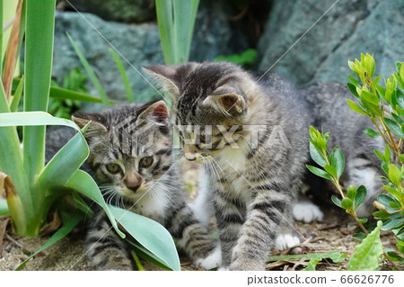 Kitten playing in the flowerbed Kitten playing in the flowerbed 66626776