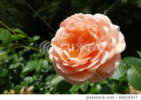 玫瑰玫瑰玫瑰 66626957