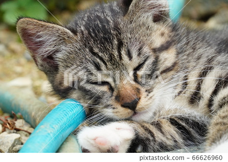 Kitten sleeping on a pillow with a hose Kitten sleeping on a pillow with a hose 66626960