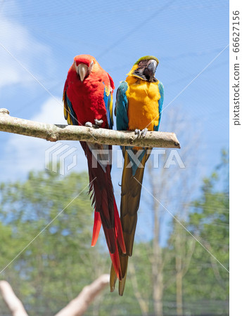 Couple parrot macaws 66627156