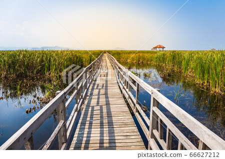 Beautiful landscape of wooden bridge walkway in swamp with grass field with blue sky mountain range background in Khao Sam Roi Yot National Park, Kui Buri District, Prachuap Khiri Khan, Thailand 66627212