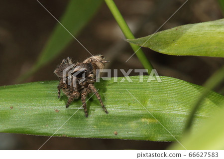 Creature spider Yamaji fly, mating. The breeding behavior of spiders seems to be called mating, not mating ② 66627583