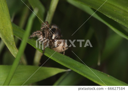 Creature spider Yamaji fly, mating. The breeding behavior of spiders seems to be called mating, not mating. 66627584