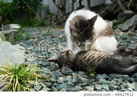 Stray cat skin-ship Stray cat skin-ship 66627612