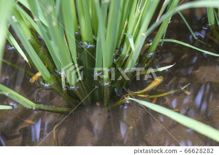 Medaka inhabiting rice fields 66628282