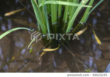 Medaka inhabiting rice fields 66628285