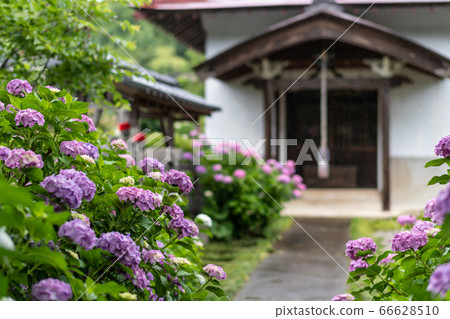 崇仁寺的繡球花 66628510