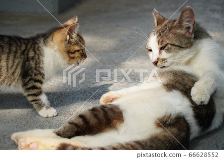 Parent and child of a stray cat Parent and child of a stray cat 66628552