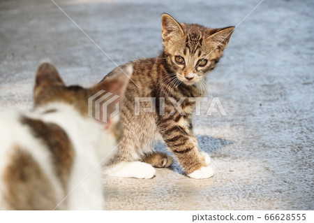 Parent and child of a stray cat 66628555