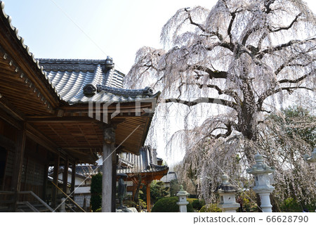 哭泣的櫻桃樹在阿彌陀寺＃41 66628790