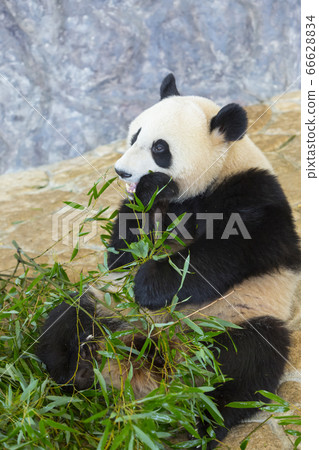 Panda Panda 66628834