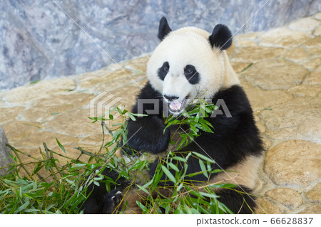 Panda Panda 66628837