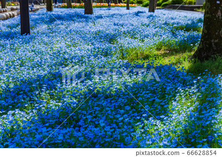 Nemophila blooming spring Hibiya Park Tokyo Nemophila blooming spring Hibiya Park Tokyo 66628854
