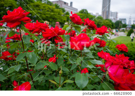 Rose feast utage Sapporo Odori Park 66628900