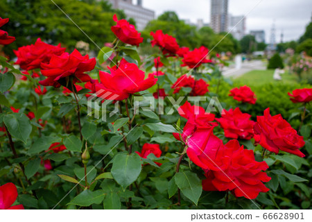 Rose feast utage Sapporo Odori Park 66628901