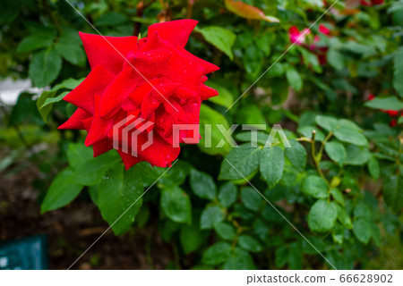 Rose feast utage Sapporo Odori Park 66628902