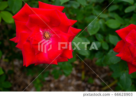 Rose feast utage Sapporo Odori Park 66628903