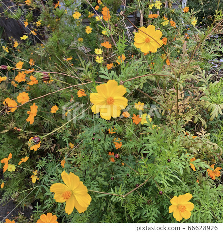  Kivanacosmos 66628926