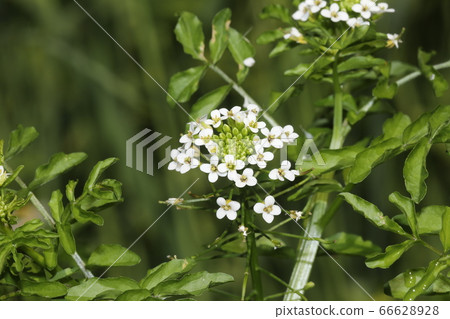 Watercress Flower 66628928