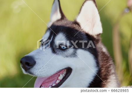 Husky Siberian dog happily laughing and smiling 66628985