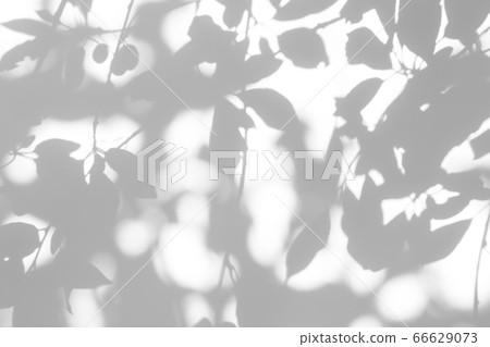 shadows of the tree branches on a white wall shadows of the tree branches on a white wall 66629073