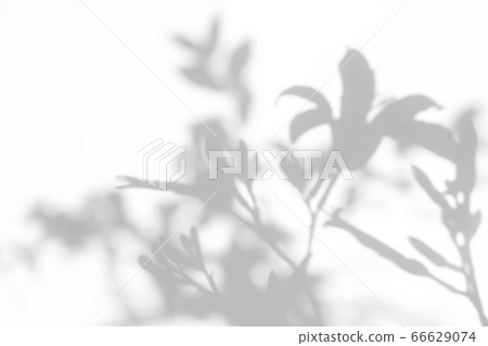 Gray shadows of the lily flowers and grass Gray shadows of the lily flowers and grass 66629074