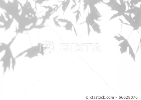 gray shadow of the leaves on a white wall gray shadow of the leaves on a white wall 66629076