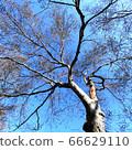 Looking up at tree sky blue sky 66629110
