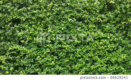 Details of the nature  66629241