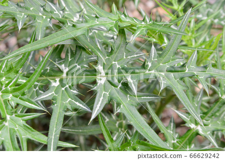 Painful leaf 66629242