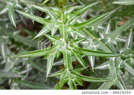 Milk thistle leaf Milk thistle leaf 66629244