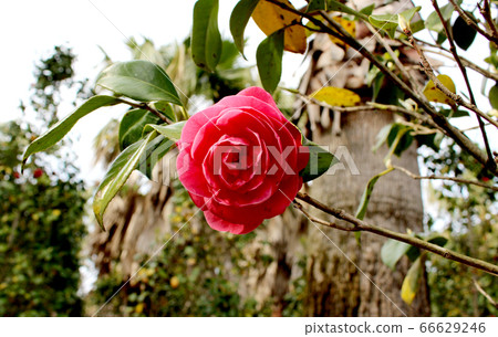 A single camellia flower in Jeju Island A single camellia flower in Jeju Island 66629246