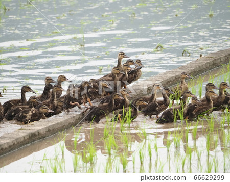 Aigamo working in a rice field in June 66629299