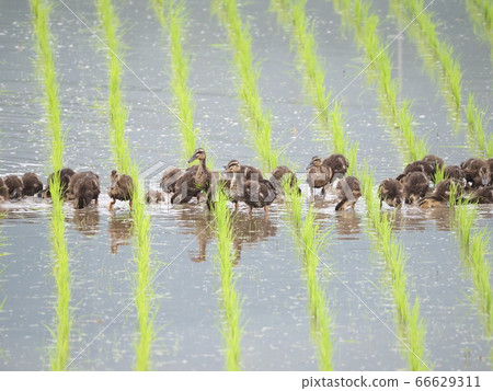 Aigamo在六月在稻田里工作 66629311