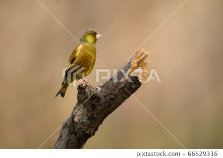 Kawarahiwa wild bird 66629316