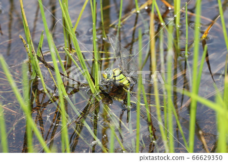 Laying eggs of crossed gynilla Laying eggs of crossed gynilla 66629350