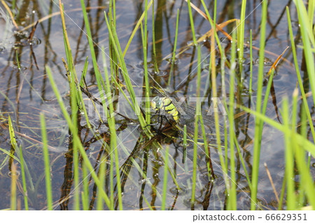 Laying eggs of crossed gynilla Laying eggs of crossed gynilla 66629351