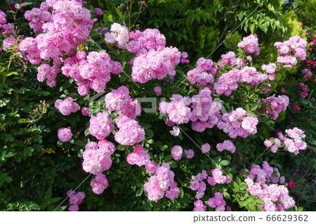 A rose in full bloom 66629362