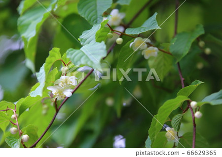 Matatabi Flower Matatabi Flower 66629365