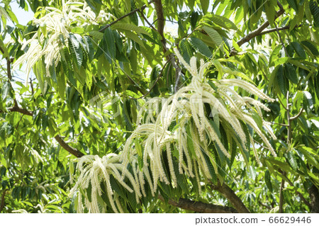 初夏栗花開在栗子田 66629446