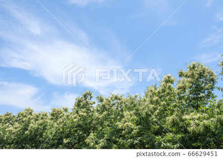 初夏栗花開在栗子田 初夏栗花開在栗子田 66629451