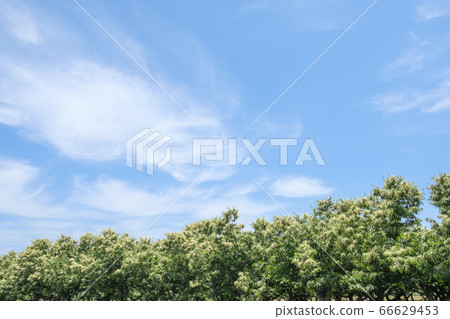 Early summer chestnut flowers blooming in a chestnut field 66629453