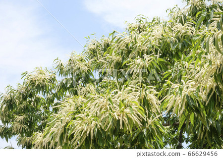 Early summer chestnut flowers blooming in a chestnut field 66629456